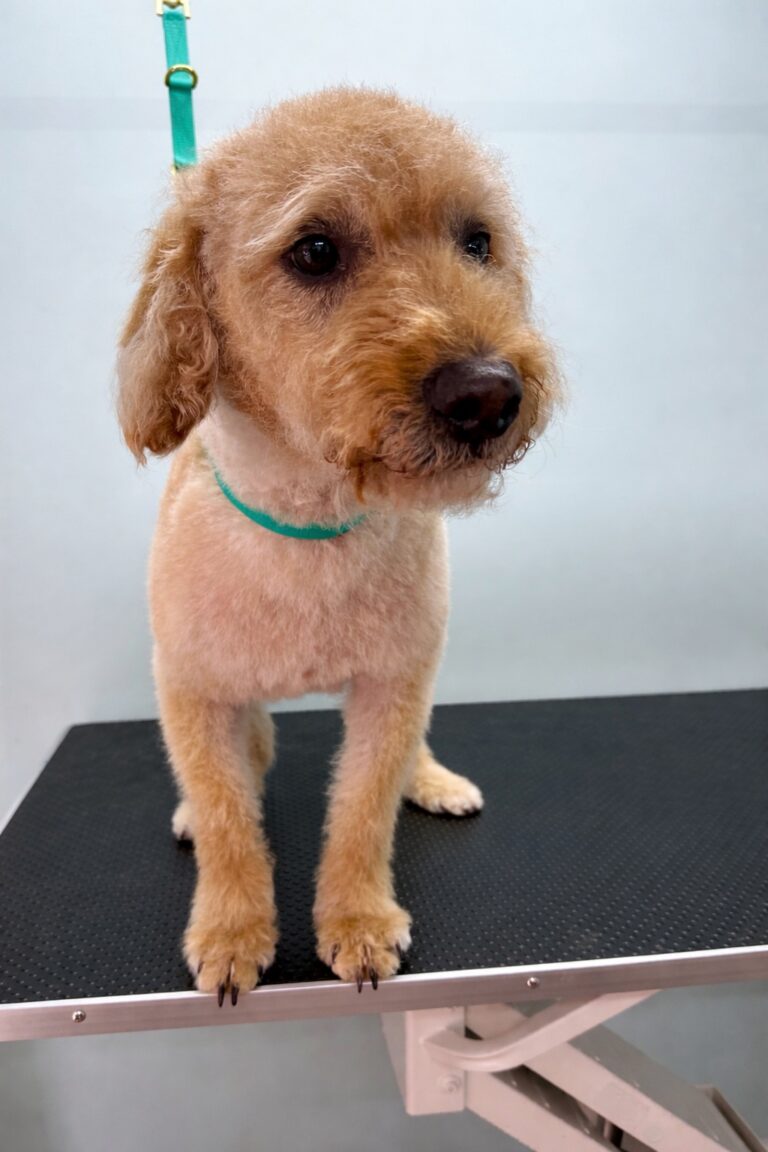 020304BF 79D8 4611 9CF8 812E94B5449B 768x1152