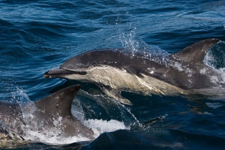 Dolphin Home Landing 2 768x512
