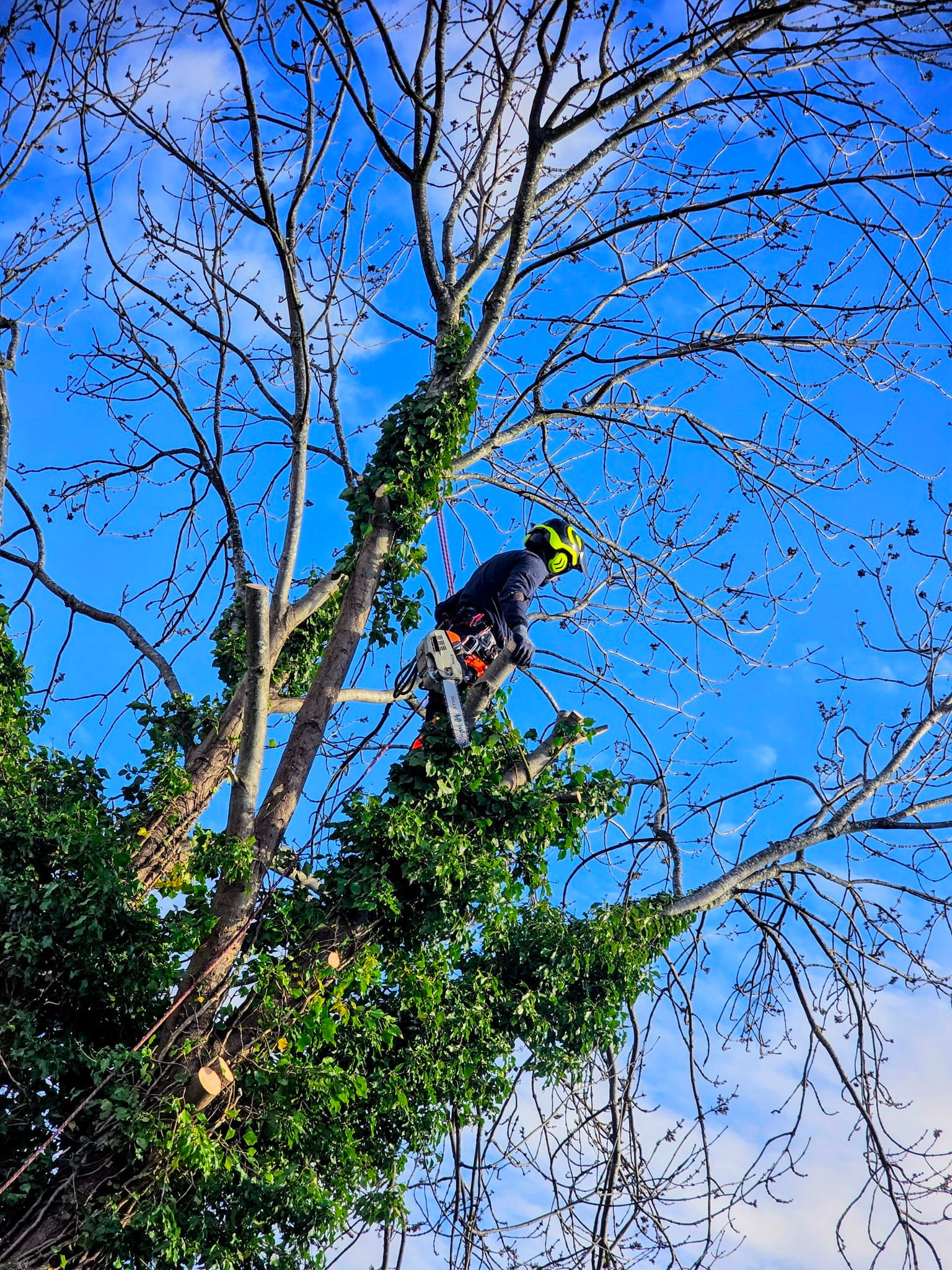 Tree Surgeons Leeds 01