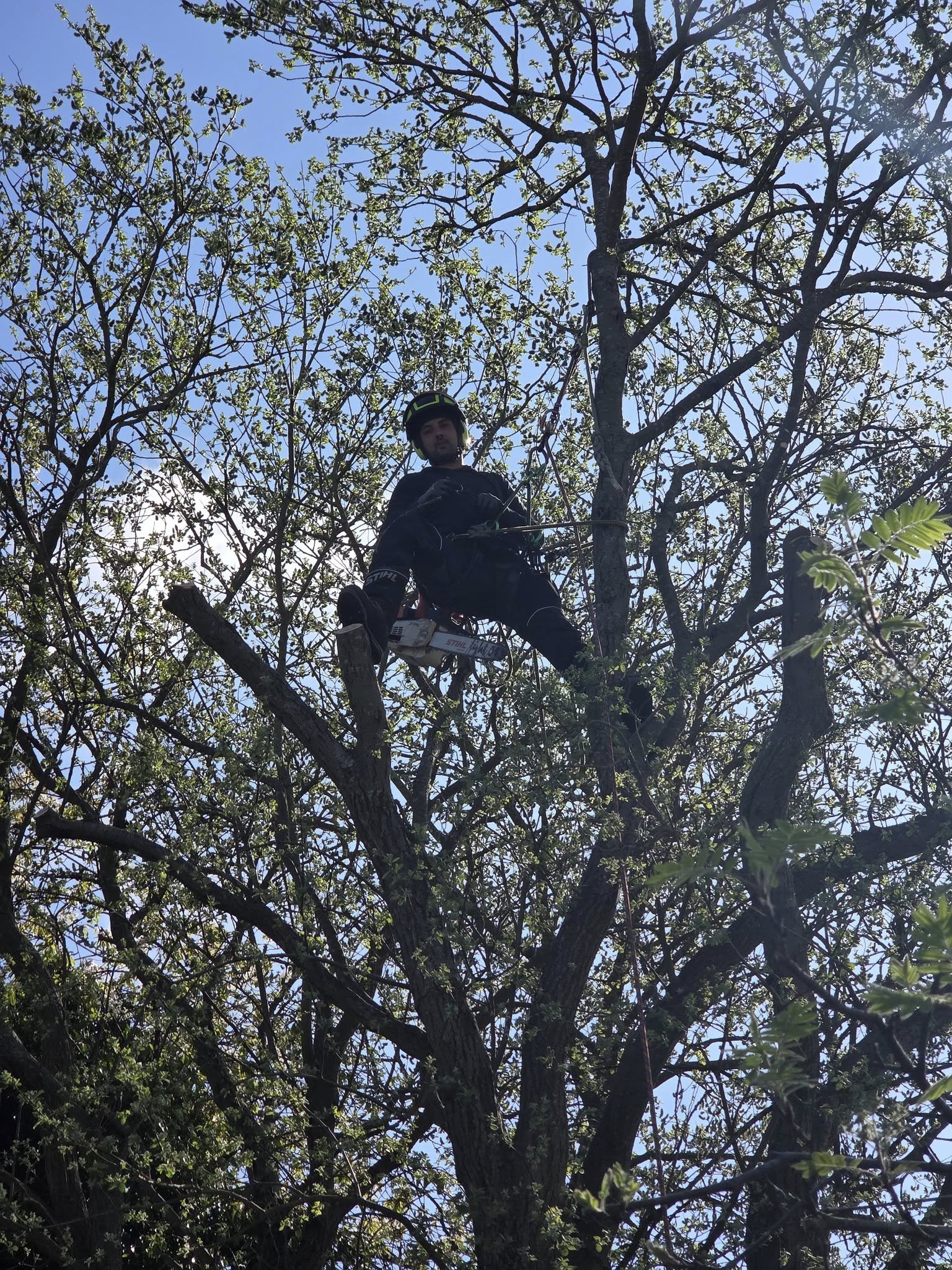 Tree Surgeons Leeds 06