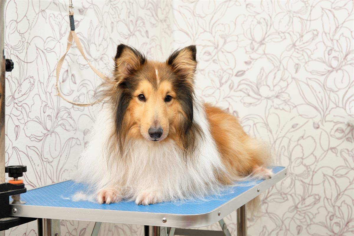 Pet Groomers in the UK
