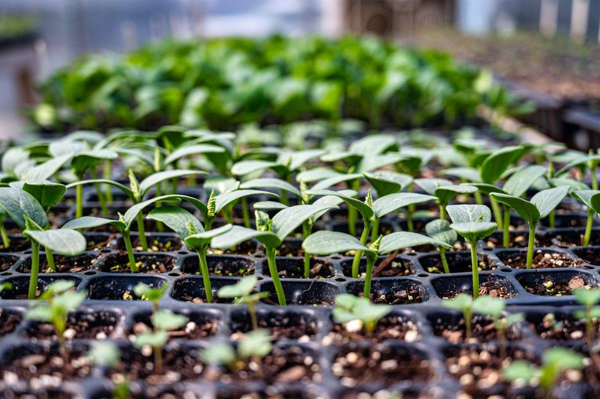 Nurseries in the UK