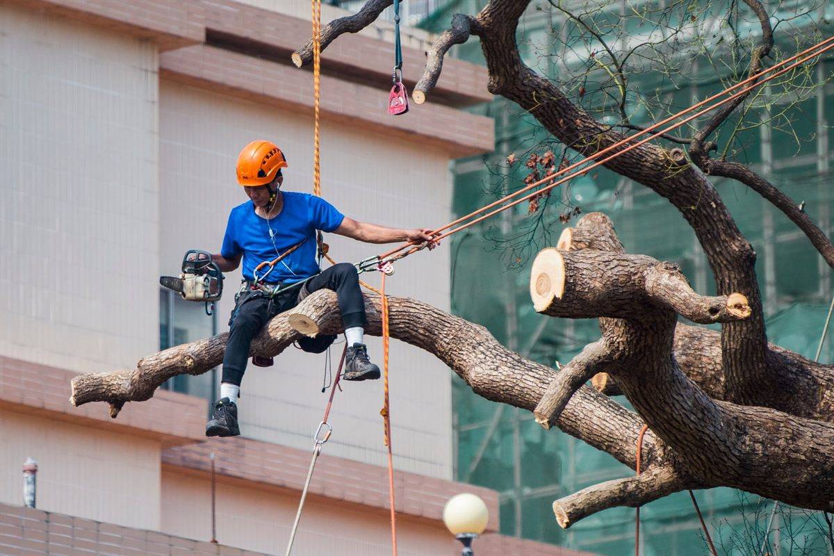 Tree Surgeons in the UK