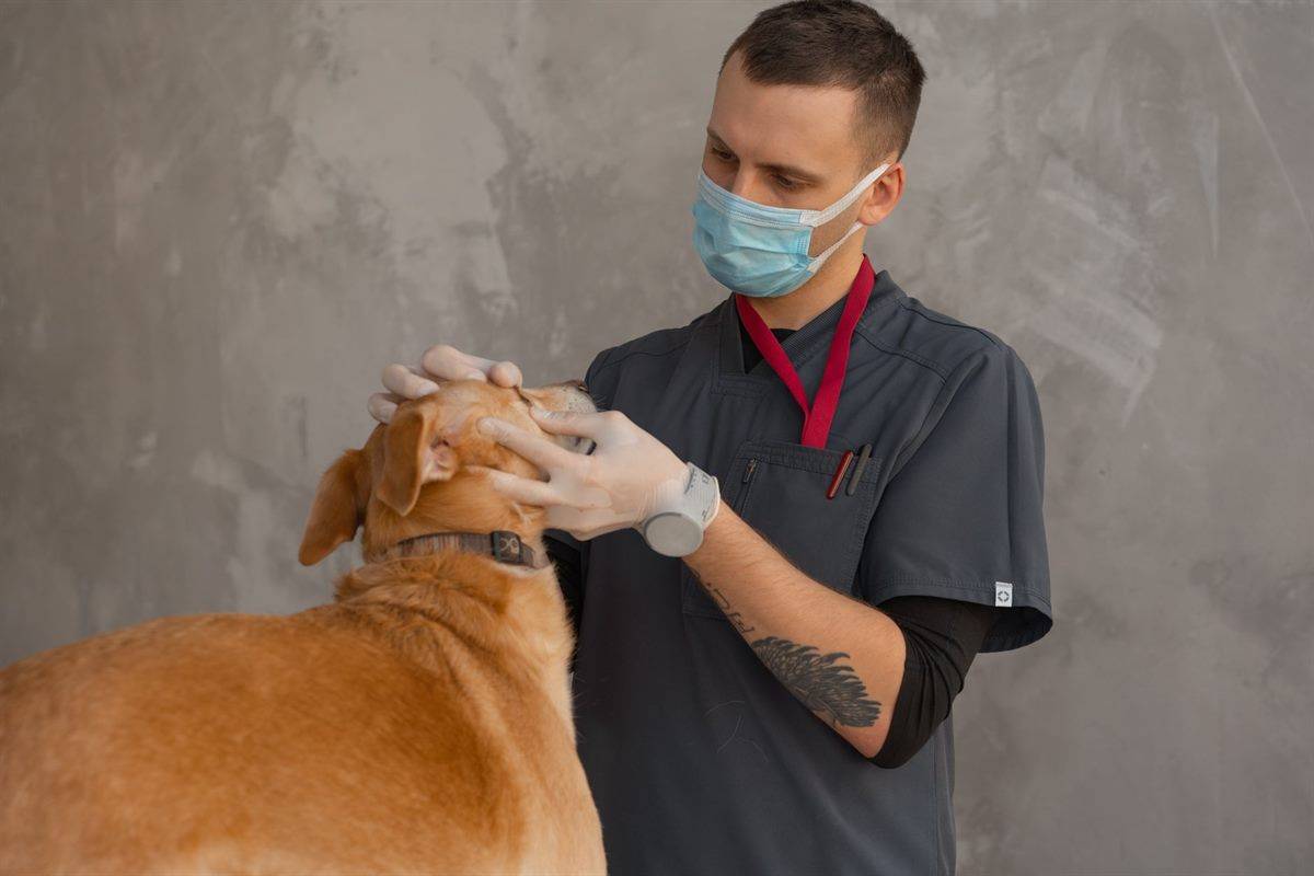 Vets in the UK