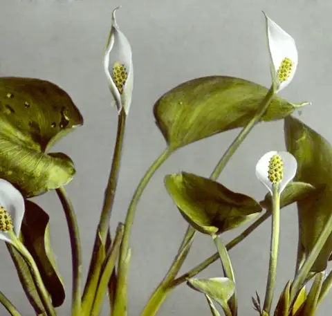 Apothecary of Botanical Medicine