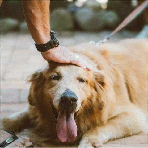 Bark n Bubbles Dog Grooming