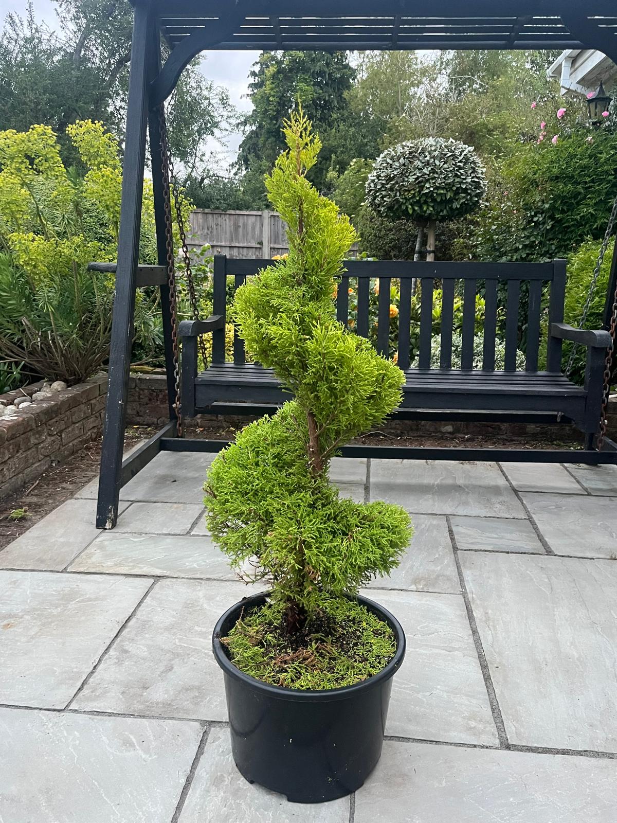 Chichester Tree Solutions