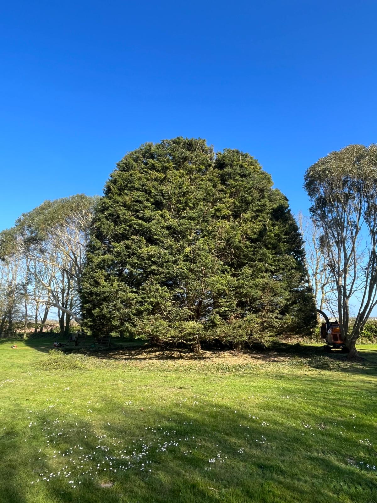 Chichester Tree Solutions