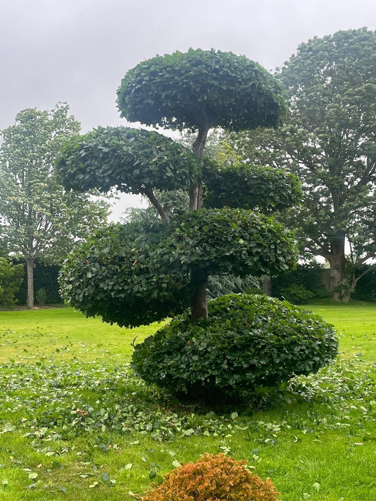 Chichester Tree Solutions