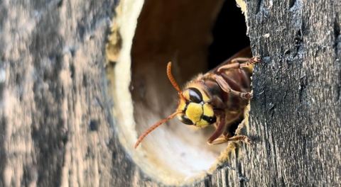 Malum Southern Pest & Bird Control