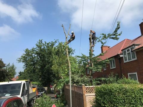 Blue Cedar Tree Surgeons