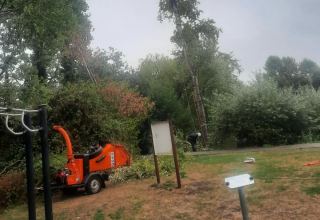 Charlie Connor Tree Surgery