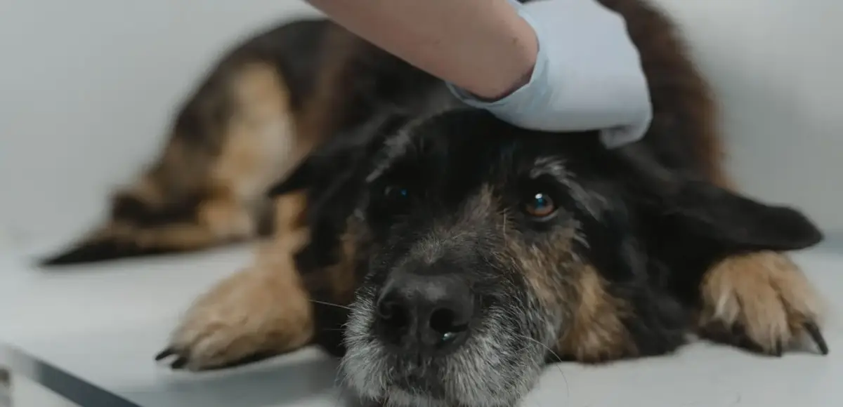 Flea Treatment Curbs Loom: What UK Pet Shops Need to Know