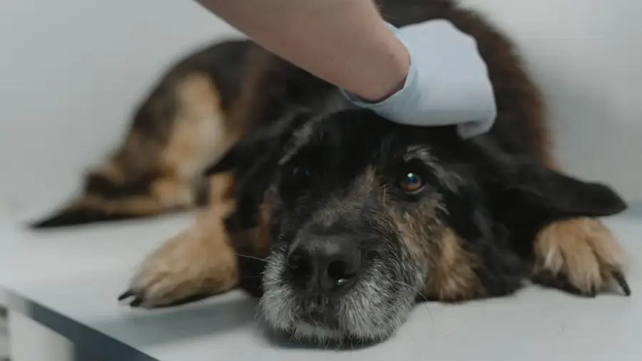 Flea Treatment Curbs Loom: What UK Pet Shops Need to Know